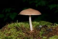 Small poisonous mushrooms on a mossy meadow.