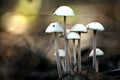 Small poisonous mushrooms unusual Royalty Free Stock Photo