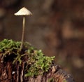 Small poisonous mushrooms unusual Royalty Free Stock Photo