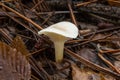 Small poisonous mushrooms unusual