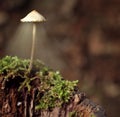Small poisonous mushrooms unusual