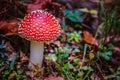 A small poisonous redcap mushroom with red spotted top in a natural setting