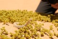 Small, poisonous sand viper with erected head and opened mouth among desert vegetation on orange dunes against blue sky of Dorob