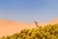 Small, poisonous sand viper with erected head and opened mouth side-winding in the sand of Dorob National Park, Namibia, Africa.