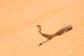 Small, poisonous sand viper with erected head and opened mouth side-winding in the sand of Dorob National Park, Namibia, Africa.