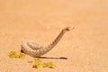 Small, poisonous sand viper with erected head and opened mouth side-winding in the sand of Dorob National Park, Namibia, Africa.