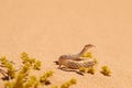 Small, poisonous sand viper with erected head and opened mouth side-winding in the sand of Dorob National Park, Namibia, Africa.