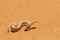 Small, poisonous sand viper with  tongue out, side-winding in the sand of Dorob National Park, Namibia, Africa. Close up desert Royalty Free Stock Photo