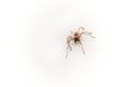 Small but poisonous spider - Yellow Spider Sak