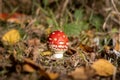 Small poisonous toadstool with its loud red cap stands on the forest floor Royalty Free Stock Photo