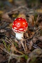 Small poisonous toadstool with its loud red cap stands on the forest floor Royalty Free Stock Photo