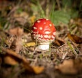 Small poisonous toadstool with its loud red cap stands on the forest floor Royalty Free Stock Photo