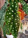 Small polkadot begonias in white pots on the terrace