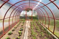 Small polycarbonate greenhouse. Inside view