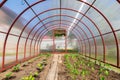 Small polycarbonate greenhouse. Inside view