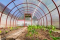 Small polycarbonate greenhouse. Inside view