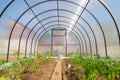 Small polycarbonate greenhouse. Inside view Royalty Free Stock Photo