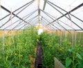 Small polycarbonate greenhouse. Inside view