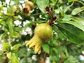 Small pomegranate bud growing on the deciduous shrub Royalty Free Stock Photo