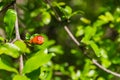 Small pomegranate bud Royalty Free Stock Photo