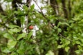 Small pomegranate bud