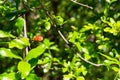 Small pomegranate bud