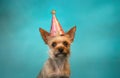 A small pomegranate dog wearing a party hat. Generative AI
