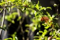 Small Pomegranate flower with bokeh background. Royalty Free Stock Photo