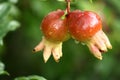 Small Pomegranate Fruit on the tree branch Royalty Free Stock Photo