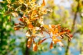 A small pomegranate fruit on a tree branch with red leaves. Royalty Free Stock Photo