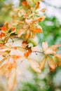 A small pomegranate fruit on a tree branch with red leaves. Royalty Free Stock Photo