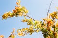 A small pomegranate fruit on a tree branch with red leaves. Royalty Free Stock Photo