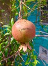 Small pomegranate fruite growing on a tree
