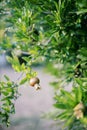Small pomegranate fruits ripen on tree branches in the garden