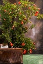 Small pomegranate tree with red flowers