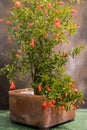 Small pomegranate tree with red flowers