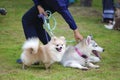 Small pomeranian dog and siberian husky puppy with leash standing on the grass Royalty Free Stock Photo