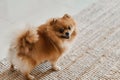 Small pomeranian dog standing on a carpet