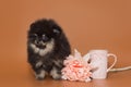 Small Pomeranian puppy, cup,  and flower Royalty Free Stock Photo