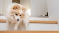 Small pomeranian puppy dog walking down the stairs Royalty Free Stock Photo