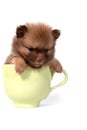 A small Pomeranian puppy in a large Cup sits and looks down