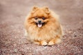 Small Pomeranian puppy lying