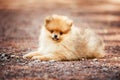 Small Pomeranian puppy lying