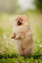 Small Pomeranian puppy