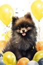 Small pomeranian sitting in balloons, watercolor illustration, postcard