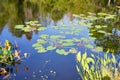 A small pond and beautiful lotus leaf Royalty Free Stock Photo
