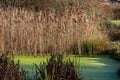 Small pond covered in green algae surrounded by golden bull rushes Royalty Free Stock Photo