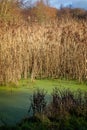 Small pond covered in green algae surrounded by golden bull rushes Royalty Free Stock Photo