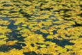 Small Pond Covered By Water Lily Leafs