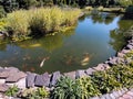 A small pond with a variety of colorful fish in a city park Royalty Free Stock Photo